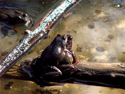 Mating Common frogs in Älvsjöskogen, Stockholm.