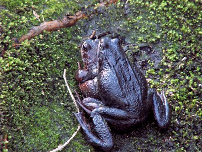 Mating Common frogs, Rana temporaria,  in the Älvsjoskogen forest, Stockholm.