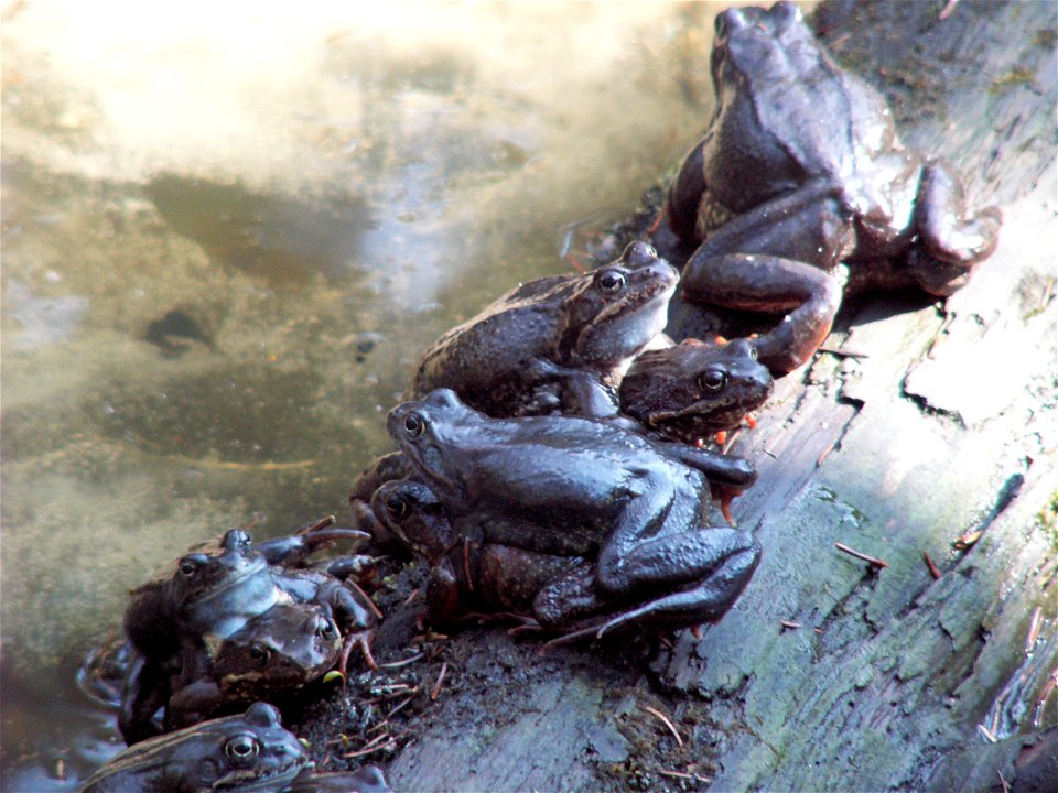 Mating Common frogs in the Älvsjöskogen forest, Stockholm.