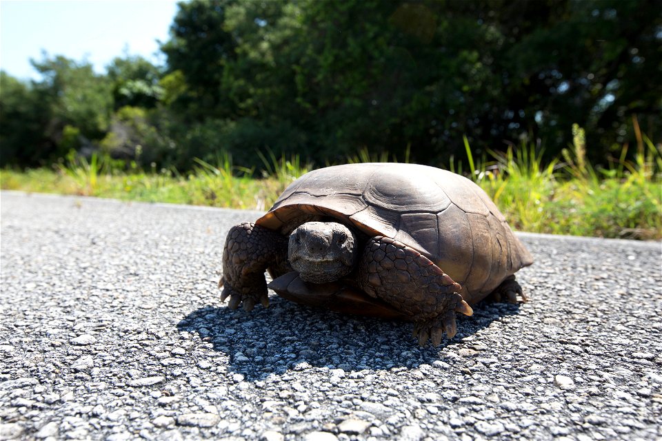 A gopher tortoise crosses a road at NASA's Kennedy Space Center in Florida. Kennedy shares a boundary with the Merritt Island National Wildlife Refuge. The Refuge encompasses 140,000 acres that are a 