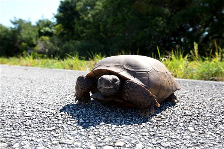 A gopher tortoise crosses a road at NASA's Kennedy Space Center in Florida. Kennedy shares a boundary with the Merritt Island National Wildlife Refuge. The Refuge encompasses 140,000 acres that are a photo