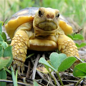 We love this image and affectionately refer to this baby gopher tortoise as "Bob." Photo by Chris Potin, Mississippi Army National Guard. photo