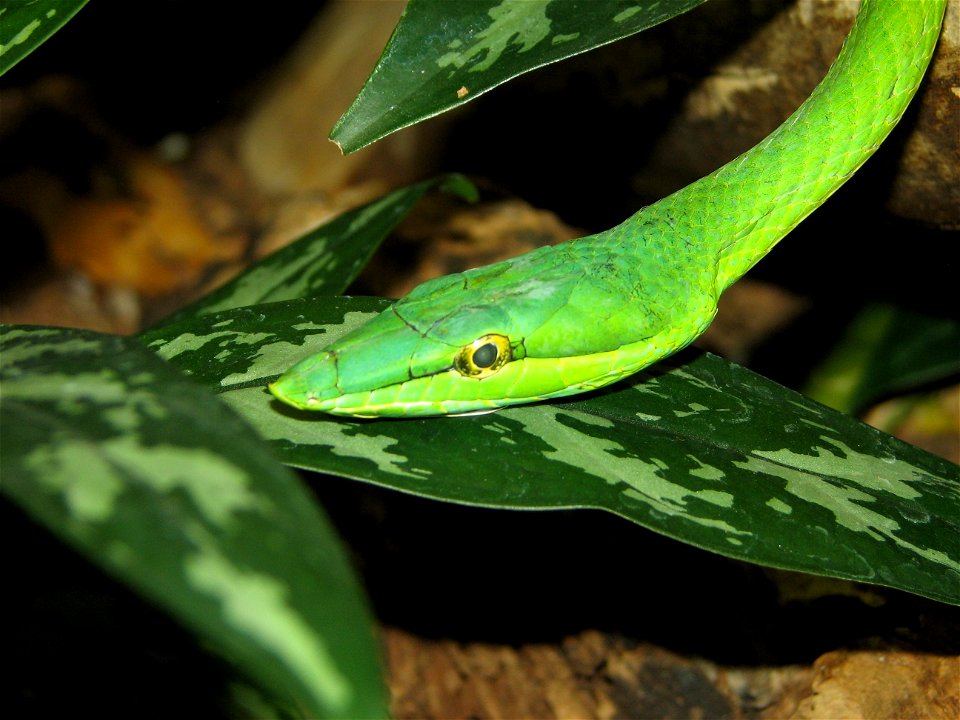 Ahaetulla nasuta (Long nosed vine snake)

I overwrote an older blurry image of mine with this newer clearer image of this species.