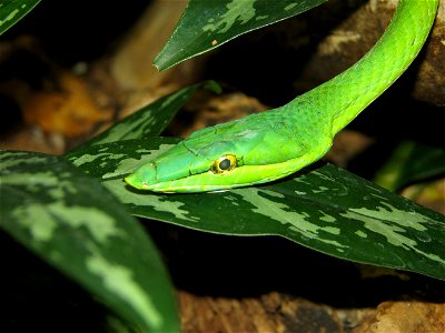 Ahaetulla nasuta (Long nosed vine snake)

I overwrote an older blurry image of mine with this newer clearer image of this species.
