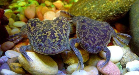 African clawed frogs (Xenopus laevis)