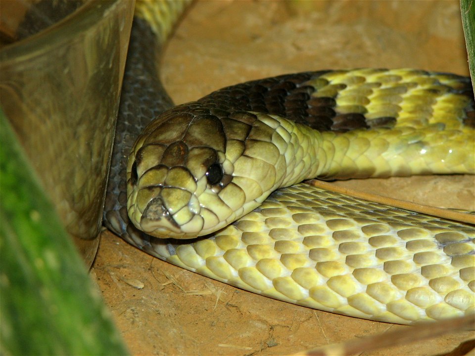 Asp or Egytian Cobra - Naja haje - Taken at Louisville Zoo, Ky