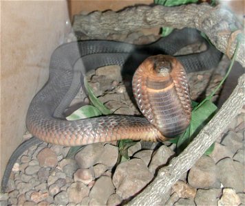Cobra egípcia (Naja haje)
"The crocodile ranch is also home to a modest collection of African snakes including this Egyptian Cobra (Naja haje) which put on a fine display without any prompting. There 