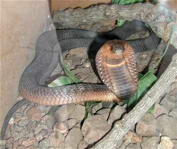 Cobra egípcia (Naja haje) "The crocodile ranch is also home to a modest collection of African snakes including this Egyptian Cobra (Naja haje) which put on a fine display without any prompting. There photo