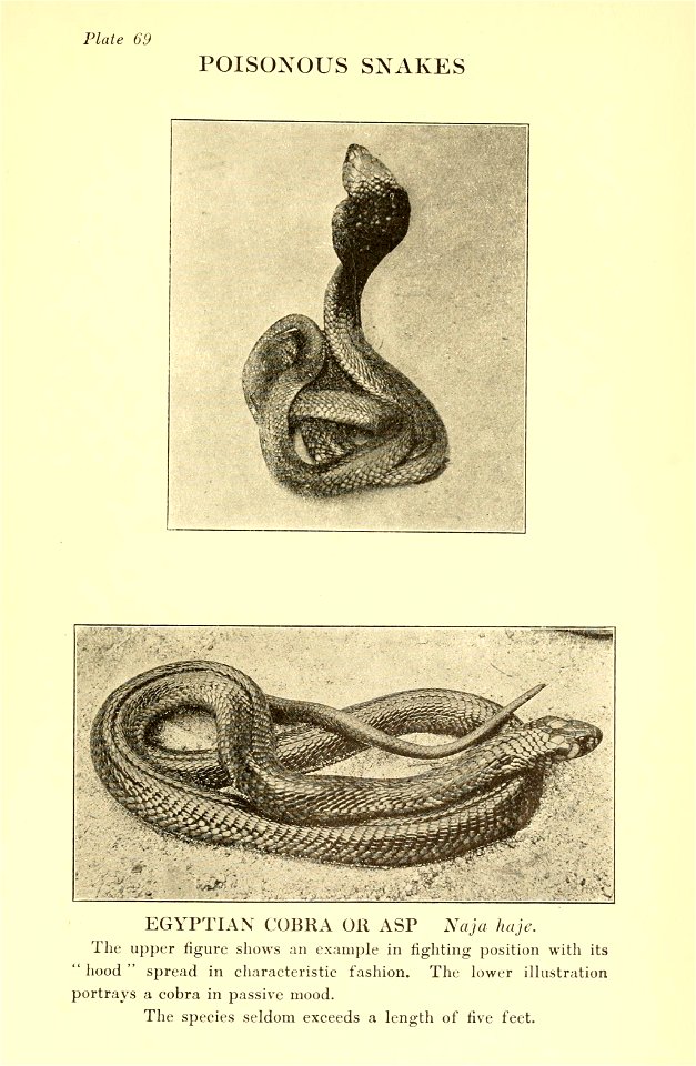Reptiles of the world : tortoises and turtles, crocodilians, lizards and snakes of the eastern and western hemispheres / by Raymond L. Ditmars.