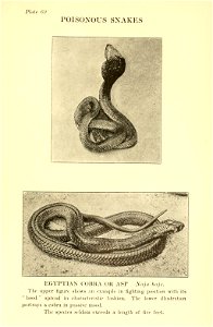 Reptiles of the world : tortoises and turtles, crocodilians, lizards and snakes of the eastern and western hemispheres / by Raymond L. Ditmars.