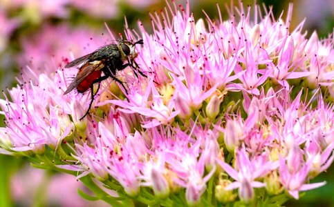 Insect flower nature