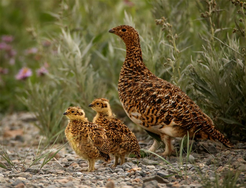 Ptarmigan & Chicks