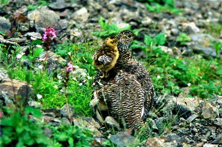 Rock Ptarmigan(Lagopus muta japonica, Lagopus mutus japonicus)　in Mount Arakawa, mother and child in the Alpine plant garden.