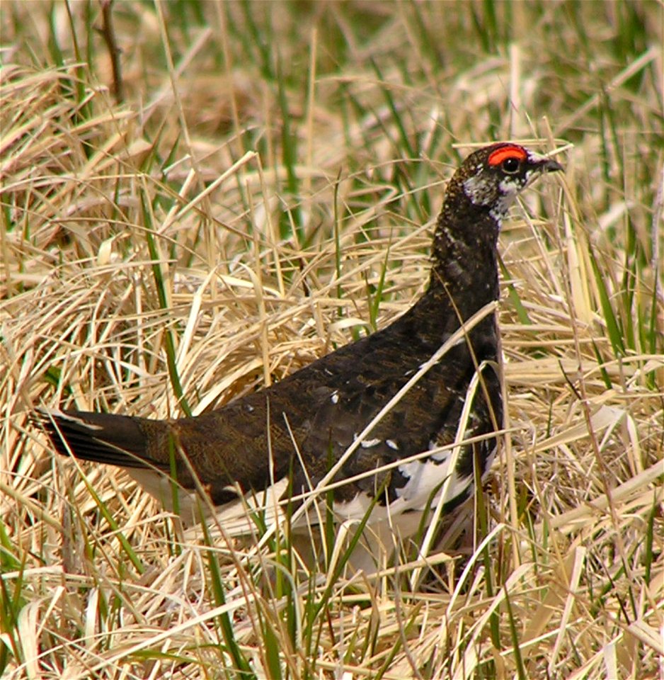 Male Evermann's Rock Ptarmigan (Lagopus mutus evermanni), Attu island, Alaska Maritime National Wildlife Refuge