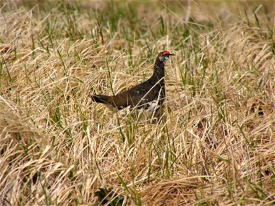 Male Evermann's Rock Ptarmigan (Lagopus mutus evermanni), Attu island, Alaska Maritime National Wildlife Refuge