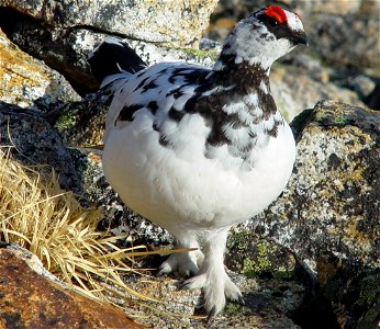 Rock Ptarmigan (Lagopus muta japonica, Lagopus mutus japonicus), male in Mount Otensho, Hida Mountains, Japan.