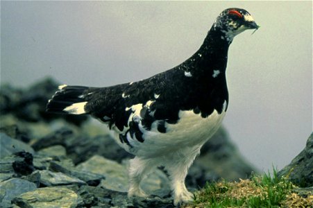 Rock Ptarmigan (Lagopus muta japonica, Lagopus mutus japonicus), male eating bud in Mount Ogochi, Japan.
