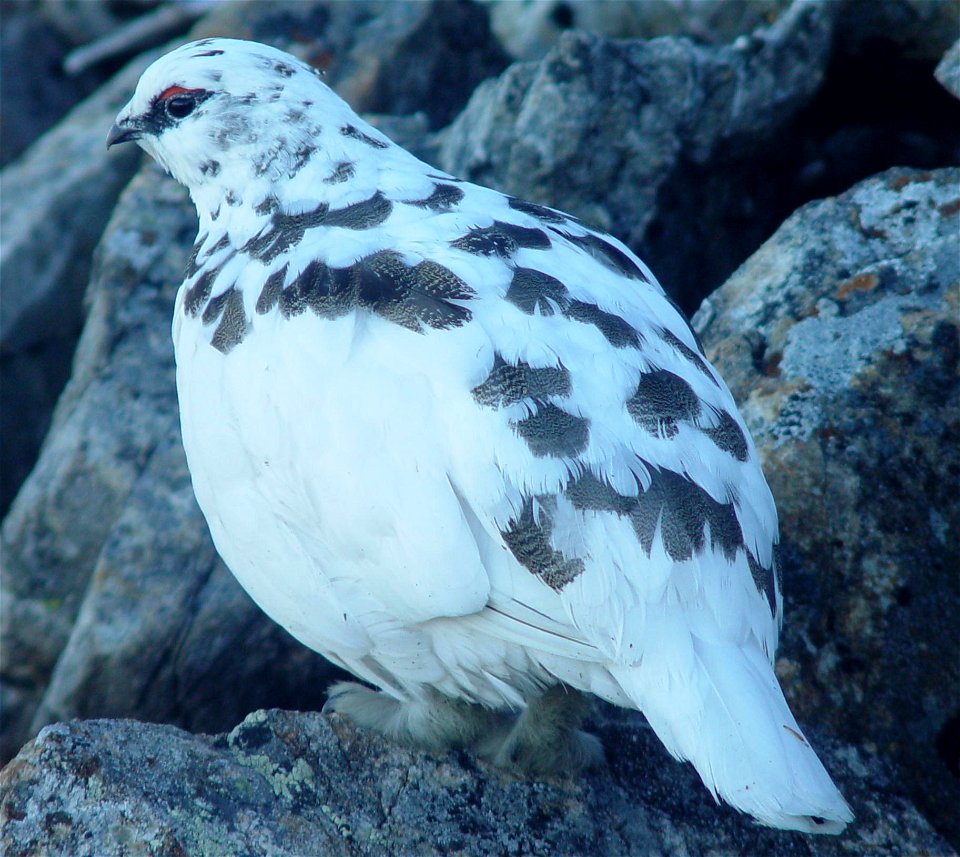 Rock Ptarmigan(Lagopus muta japonica, Lagopus mutus japonicus) ,male in Mount Kamikouchi, Japan.