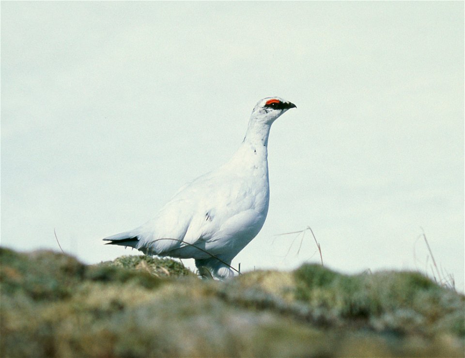 Lagopus muta rupestris, Alaska.