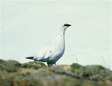 Lagopus muta rupestris, Alaska.