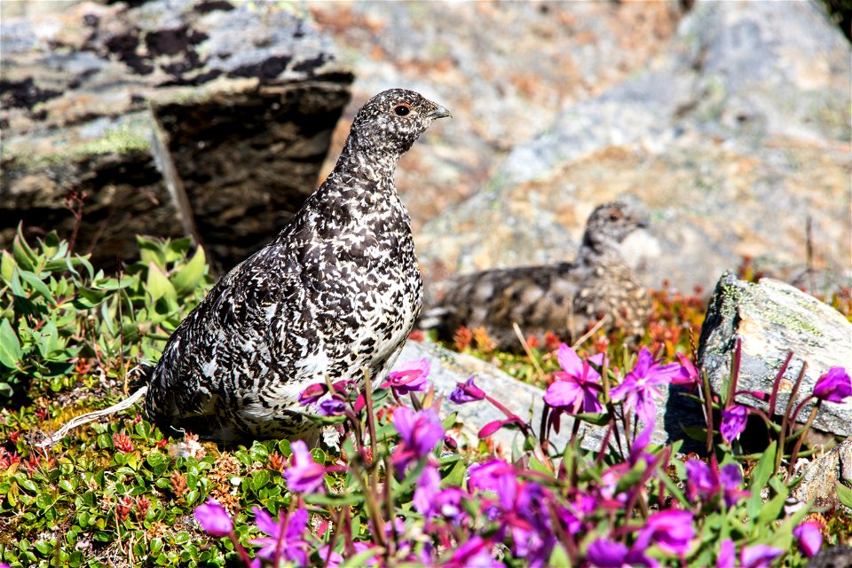 NPS / Jacob W. Frank
