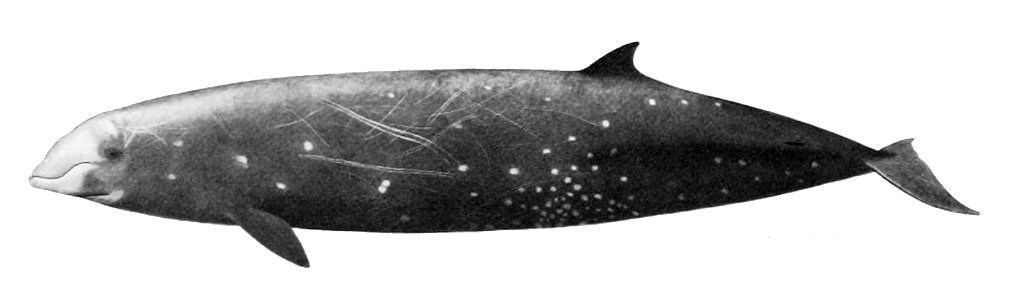 Ziphius cavirostris