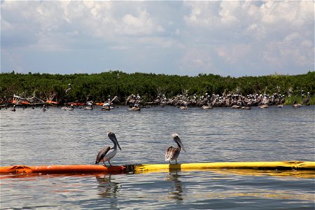 Brown pelican balance on boom at Mangrove Island (Bird Island 2) Aug 8, 2010 by Tom MacKenzie USFWS photo