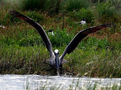 Brown pelican snares a stick for nest building at Breton NWR. May 3, 2010 by USFWS Tom MacKenzie. Taken during a bird count preassessment prior to the oil spill making landfall. 1868 photo