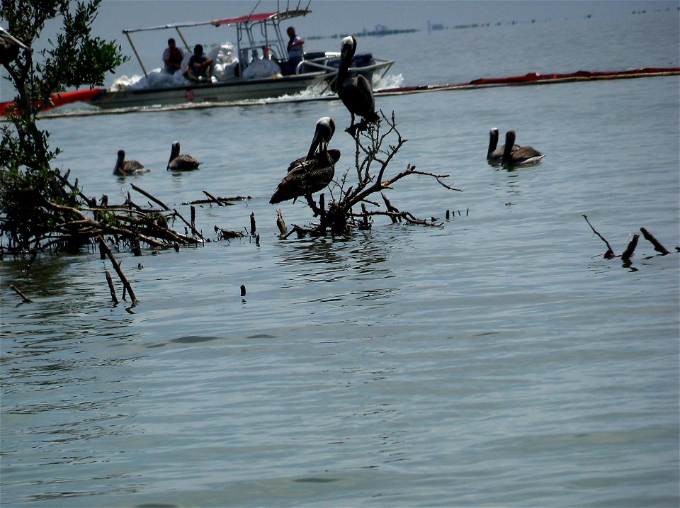 Photo by Steve Martarano, USFWS.