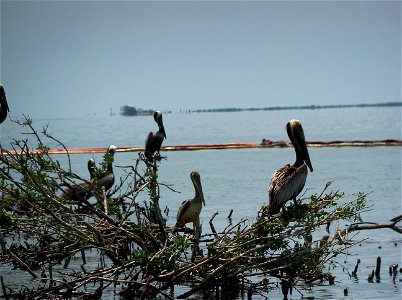 Photo by Steve Martarano, USFWS.