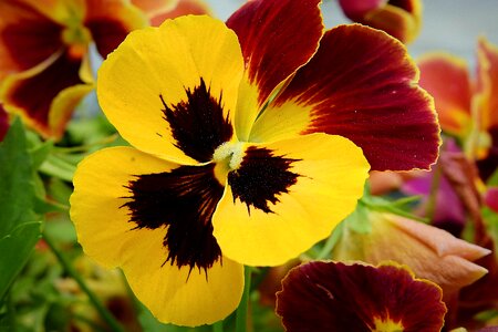 Pansy yellow garden photo