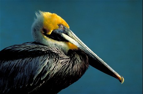 A Brown Pelican. photo