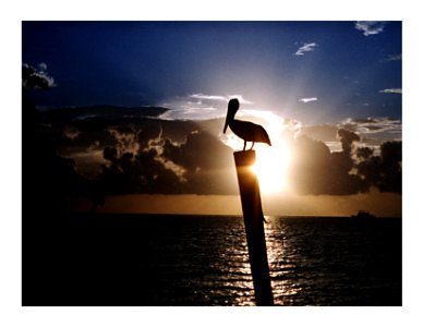 Pelican silhouette at setting sun, Louisiana, Gulf Coast Ecosystem Restoration images