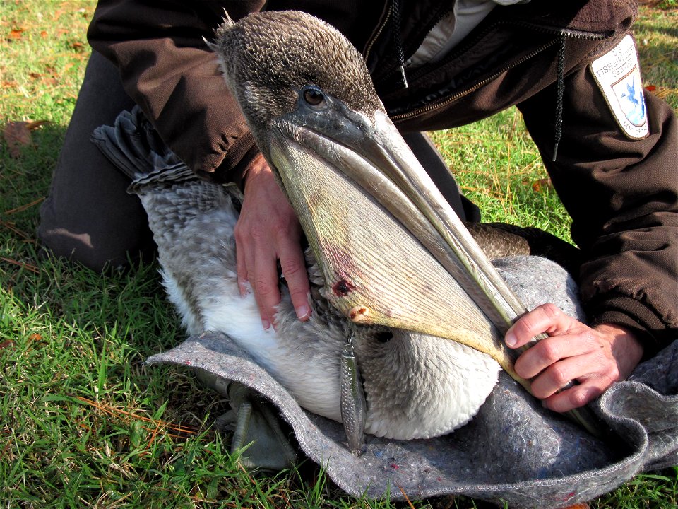 Eastern Shore of Virginia Refuge. Photo: USFWS
