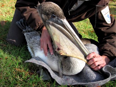 Eastern Shore of Virginia Refuge. Photo: USFWS