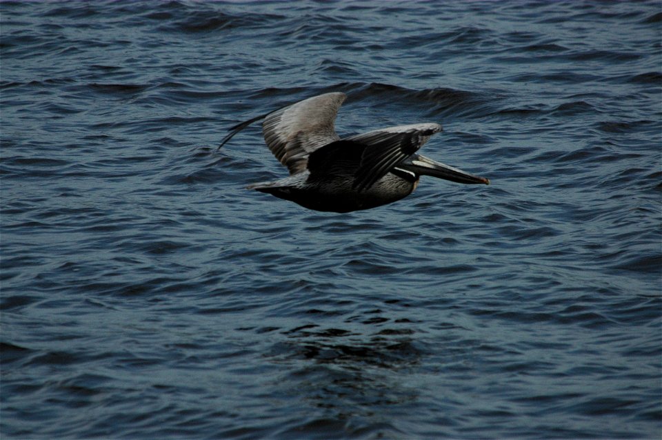Brown pelican skimming the water. North Carolina, Cape Fear River.