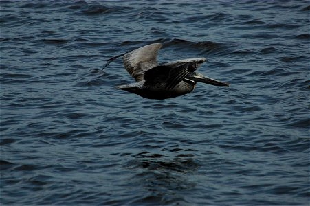 Brown pelican skimming the water. North Carolina, Cape Fear River. photo