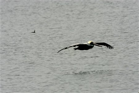 Brown Pelican (4), NPSPhoto, R. Cammauf