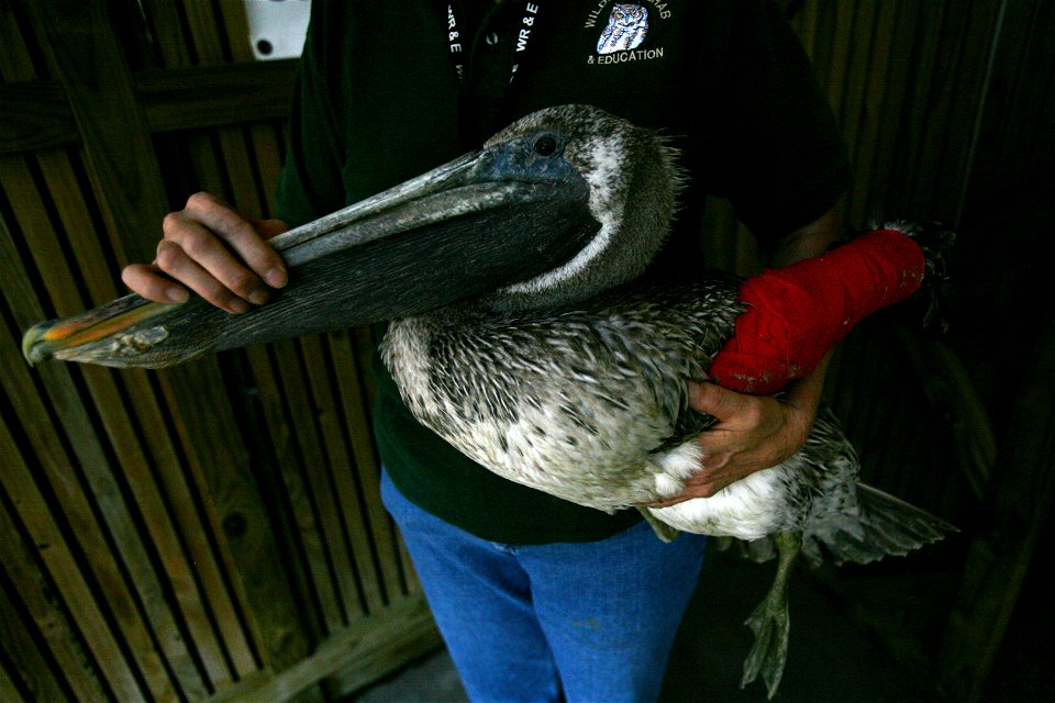 Houston, Texas, October 1, 2008 -- This Pelican is being held by a wildlife worker.  Hurricane Ike disrupted  the wildlife, such as birds. The US Fish and Wildlife Service rescued this endangered peli