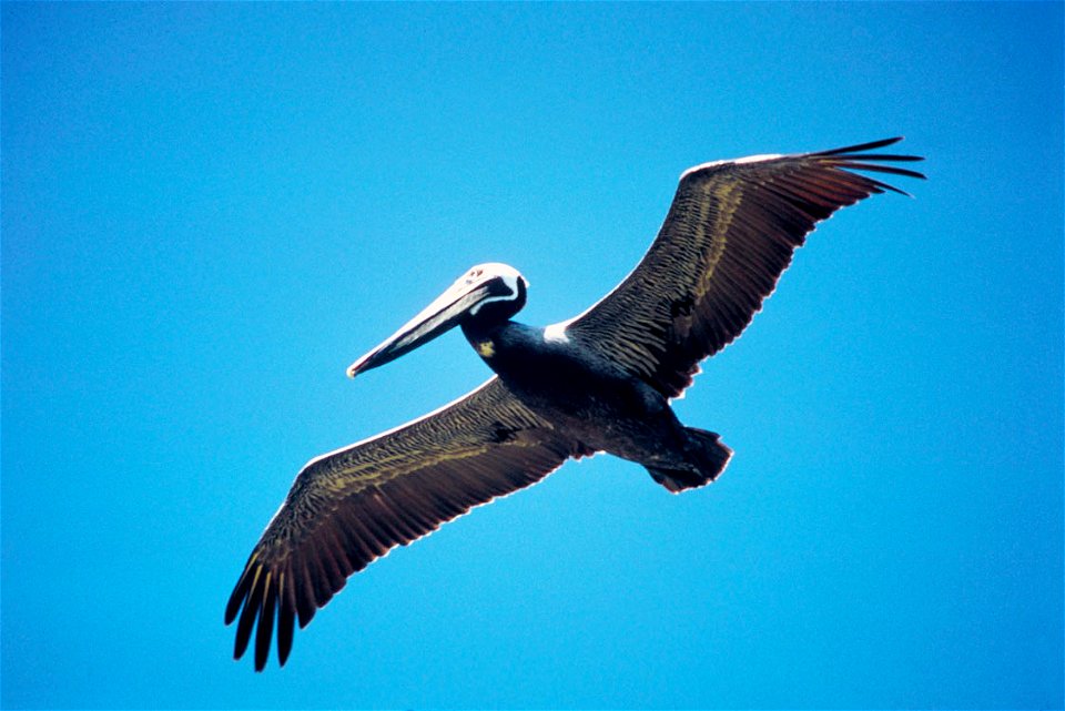 Brown pelican in flight