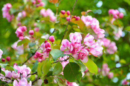 Flowering tree tree branch photo