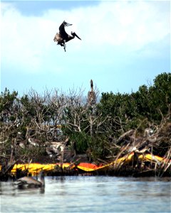 Brown pelican landing at Mangrove Island. Photo by Tom MacKenzie, U.S. Fish and WIldlife Service Aug. 20, 2010 photo