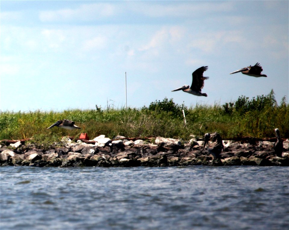 Brown pelicans flying near Queen Bess Island, Louisiana, USA, during BP oil spill response.