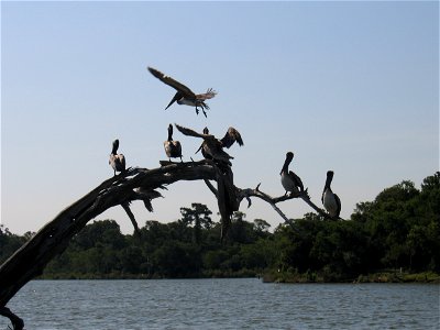 Pelicans at Armand Bayou, Texas, Gulf Coast Ecosystem Restoration images photo