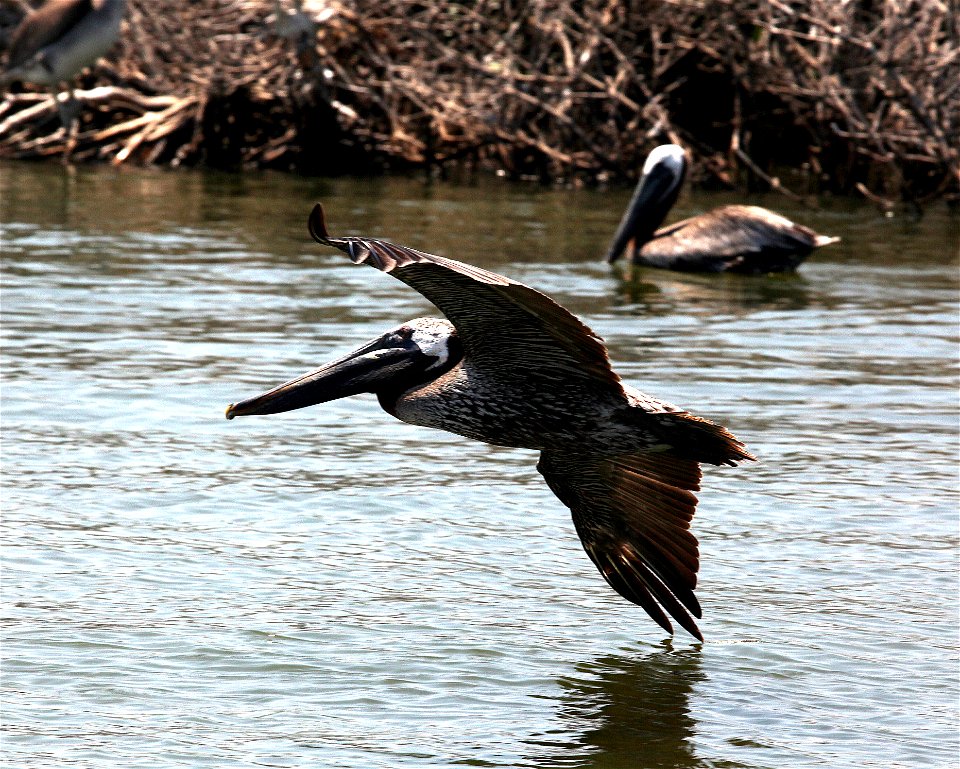 (4909) Brown pelican flying near Mangrove Island, La. during response efforts to the BP oil spill.  July 9, 2010 .  Photo by Tom MacKenzie, U.S. Fish and Wildlife Service.