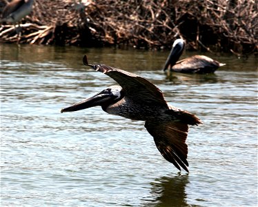 (4909) Brown pelican flying near Mangrove Island, La. during response efforts to the BP oil spill. July 9, 2010 . Photo by Tom MacKenzie, U.S. Fish and Wildlife Service. photo