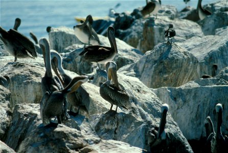 Pelecanus occidentalis photo