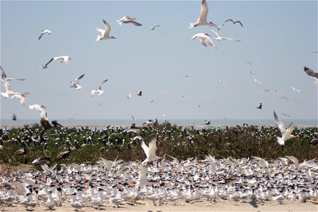 Numerous bird species call Breton Island National Wildlife Refuge home during the nesting season including pelicans and a variety of terns. photo