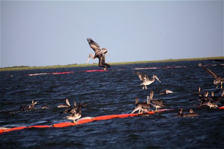 Brown Pelicans feeding during BP oil spill response off Queen Bess Island, Louisiana, USA.