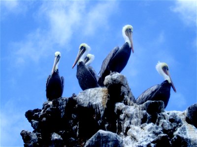 Brown pelicans (Pelecanus occidentalis). California, Channel Islands NMS.